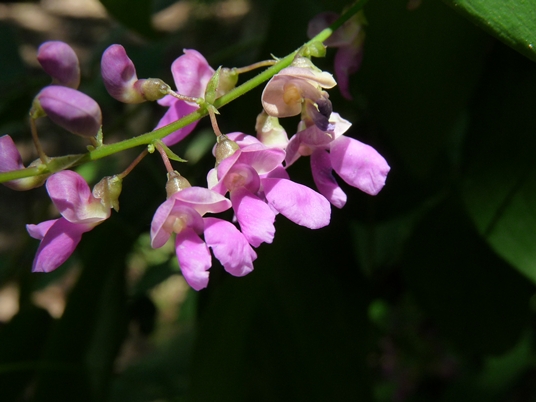 {Phaseolus polystachios}